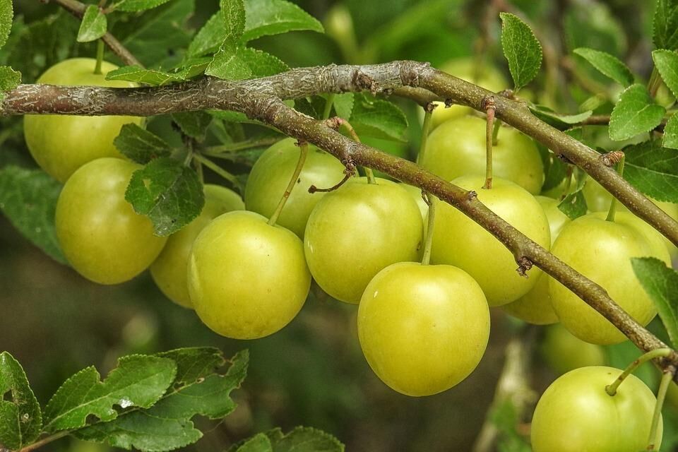 Mirabelle plums